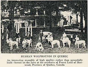 1900s Borzoi in Quebec